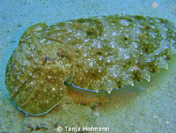 Cuttlefish in Marsa Alam, Egypt by Tanja Hofmann 